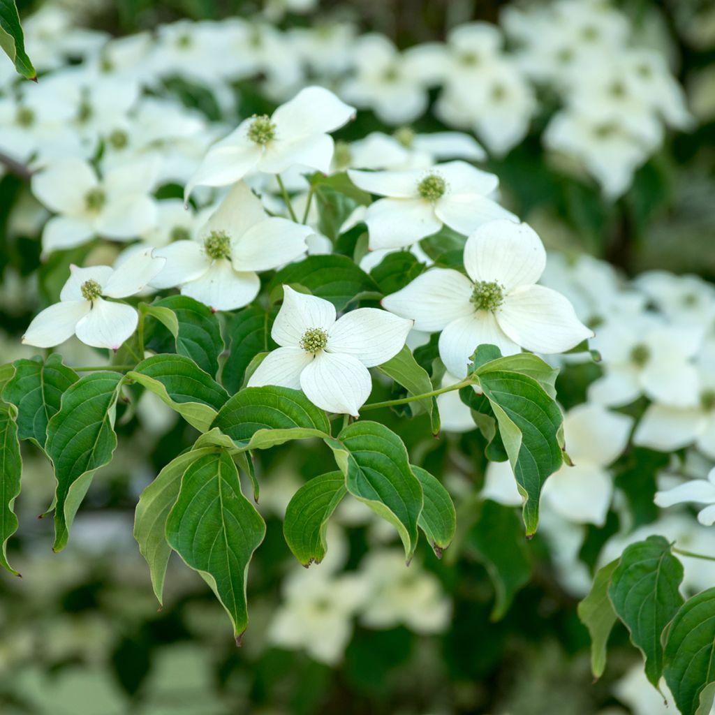 Cornus Kousa Milky Way- Cornouiller du Japon blanc
