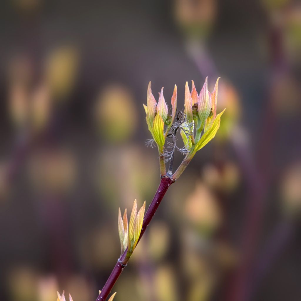 Cornus alba Aurea - Cornouiller blanc