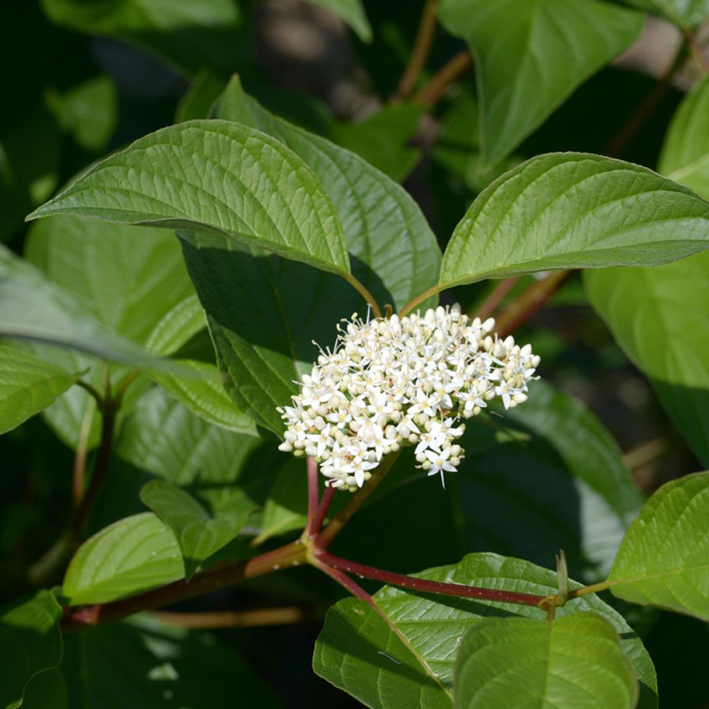 Cornus alba - Cornouiller blanc