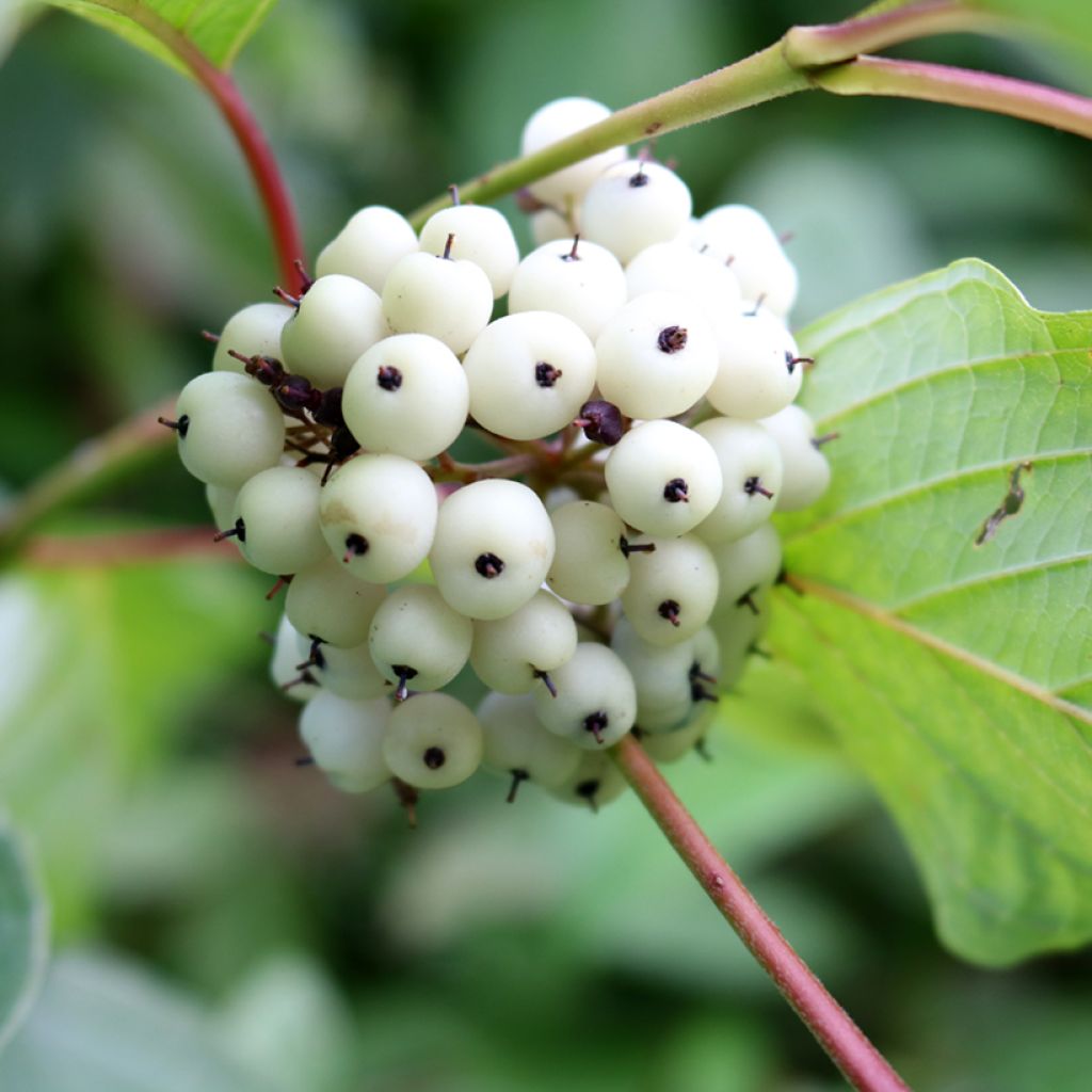 Cornus alba - Cornouiller blanc
