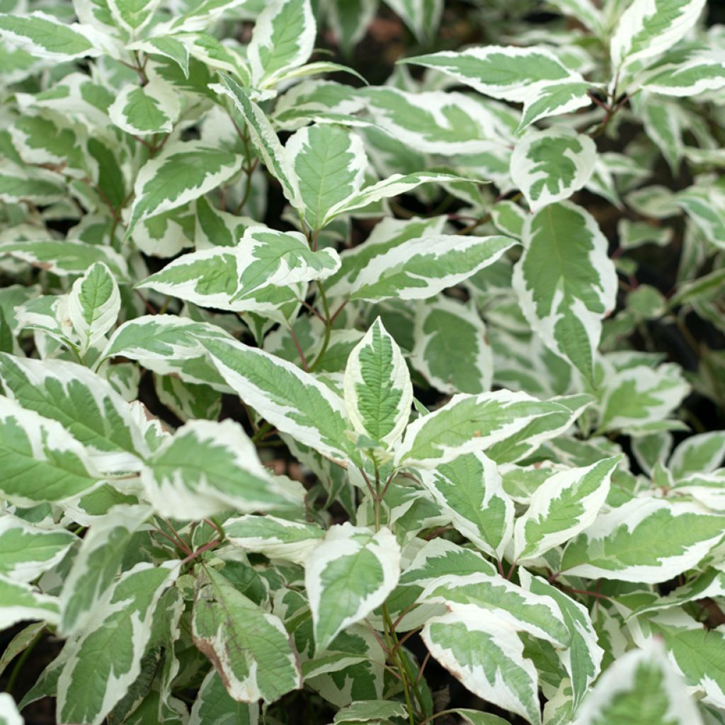 Cornus alba Elegantissima - Cornouiller blanc panaché