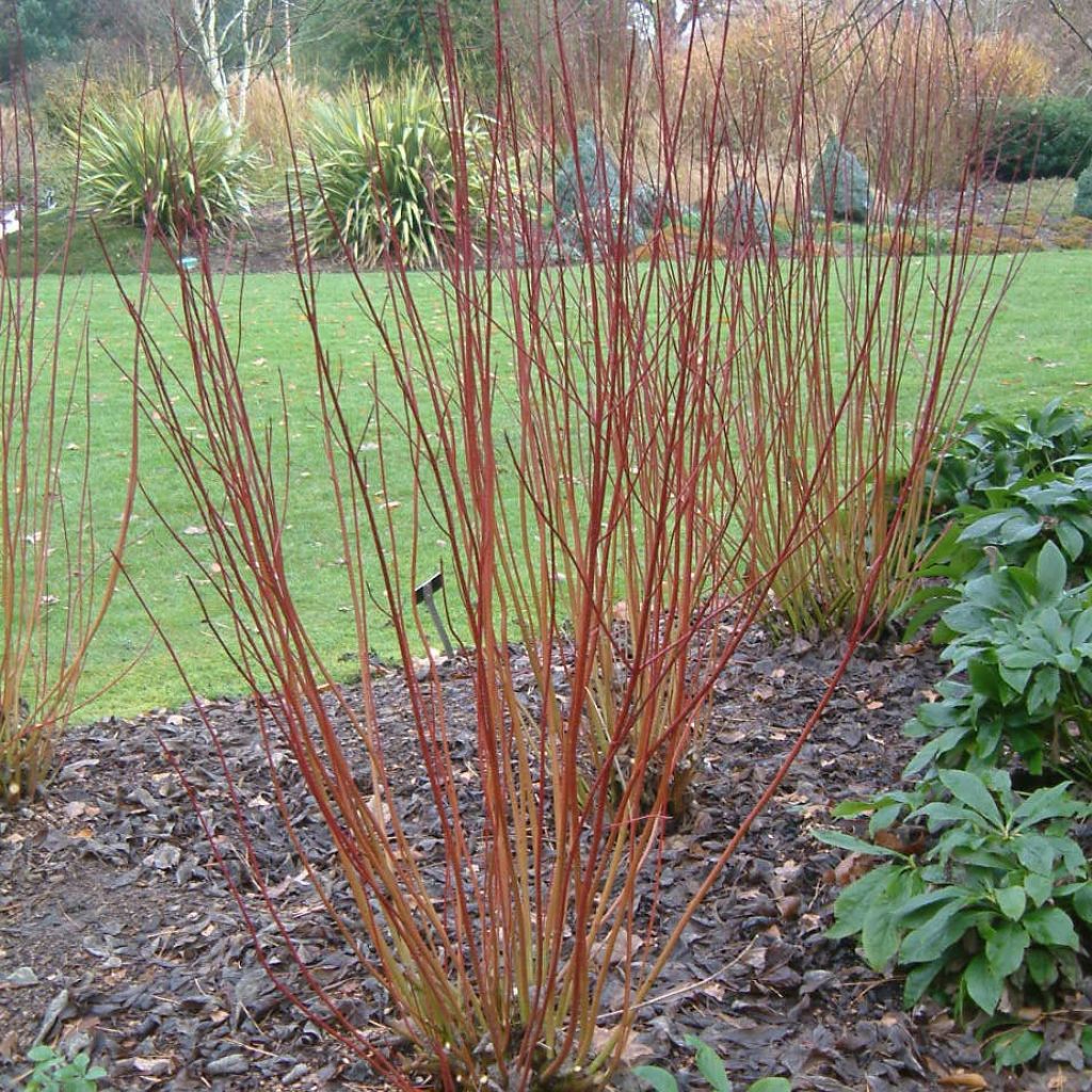Cornus alba Ivory Halo ® Noble ® - Cornouiller blanc panaché