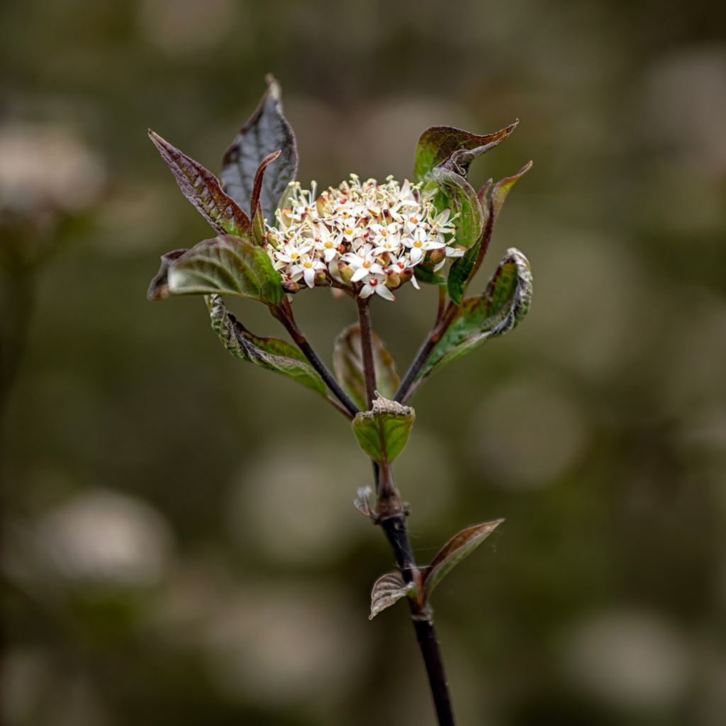 Cornus alba Kesselringii - Cornouiller blanc à bois brun violacé