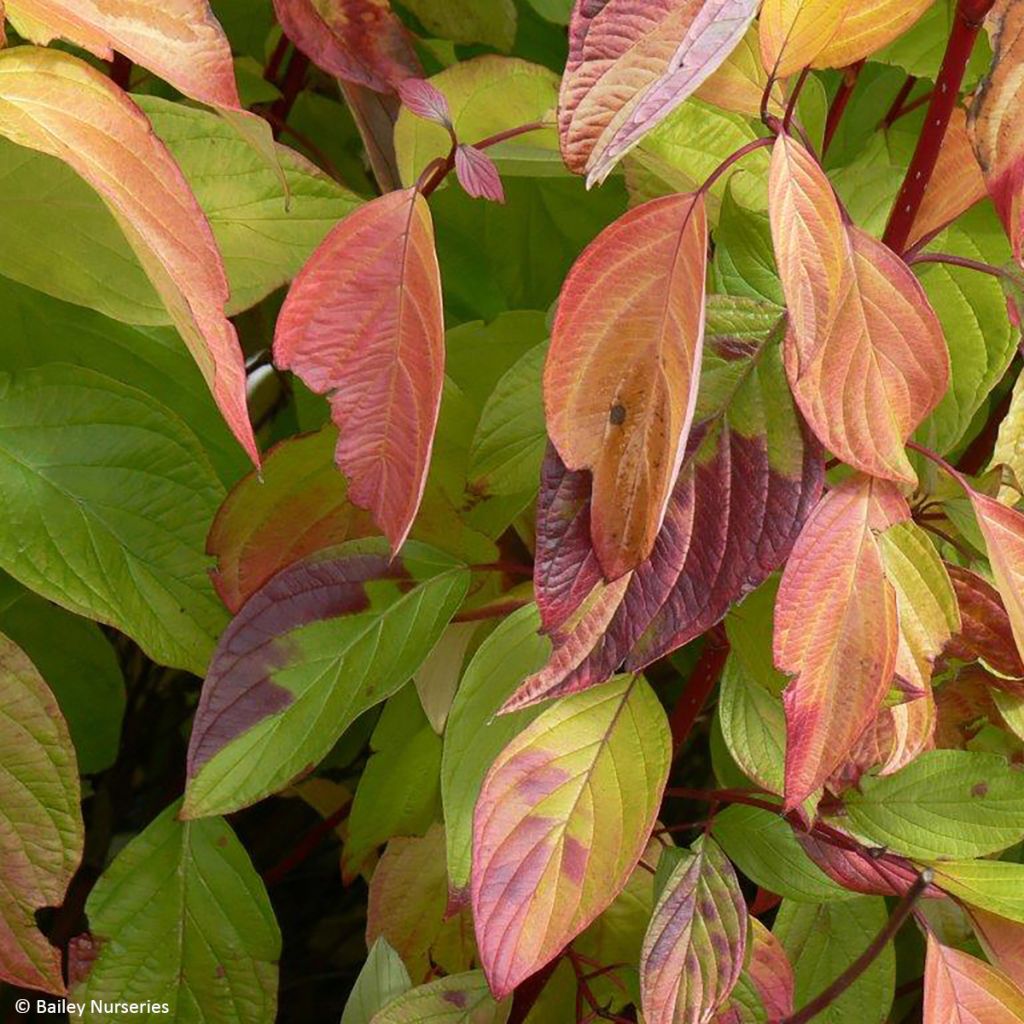 Cornus alba Neon Burst - Cornouiller blanc