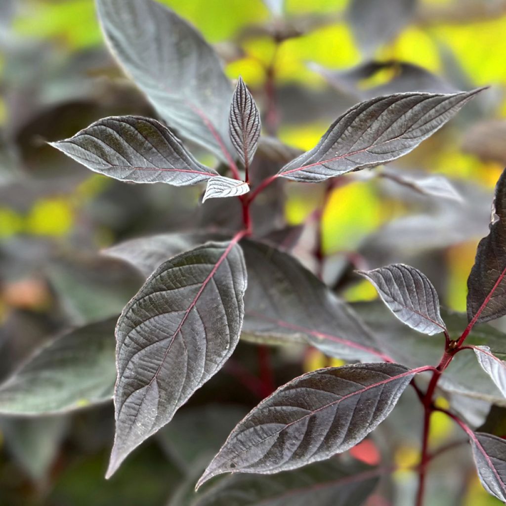 Cornus alba Nightfall - Cornouiller blanc