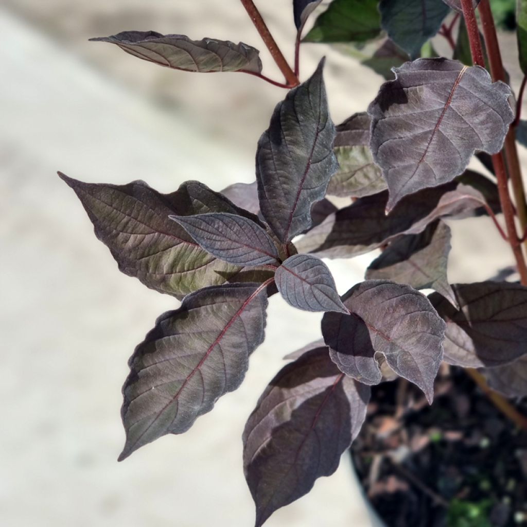 Cornus alba Nightfall - Cornouiller blanc