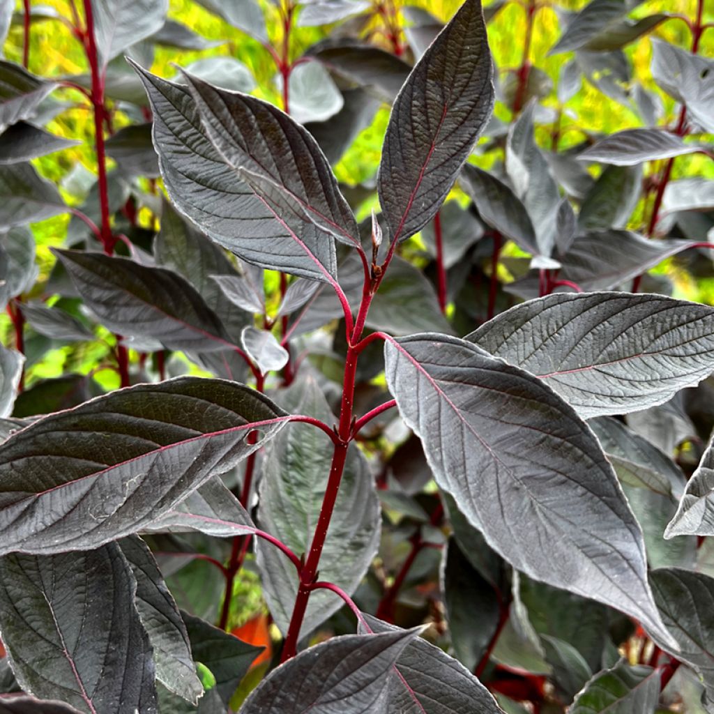 Cornus alba Nightfall - Cornouiller blanc