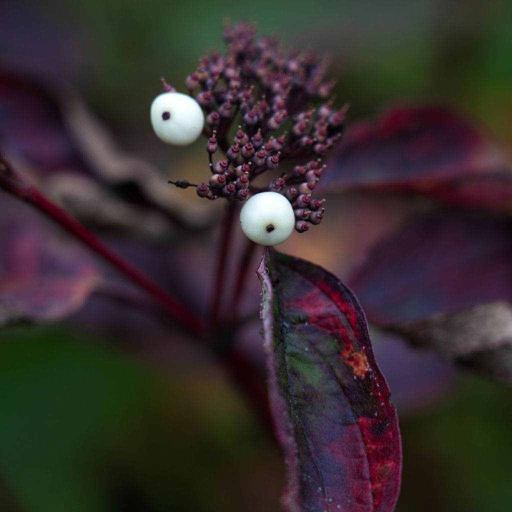 Cornus alba Siberian Pearls - Cornouiller blanc à bois rouge