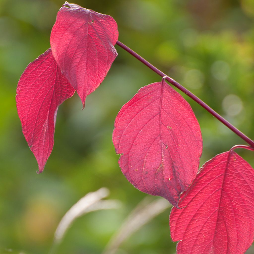 Cornus alba Sibirica - Cornouiller blanc de Sibérie