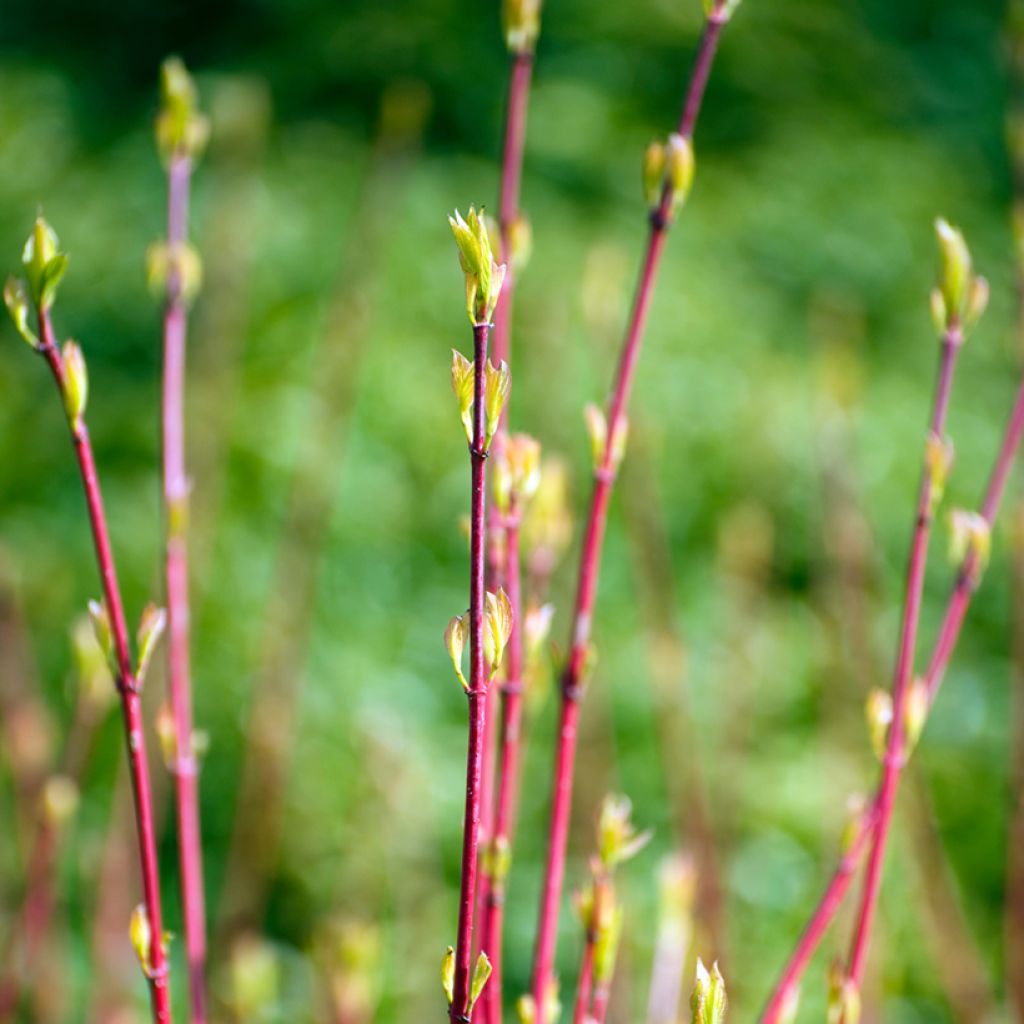 Cornus alba Sibirica - Cornouiller blanc de Sibérie