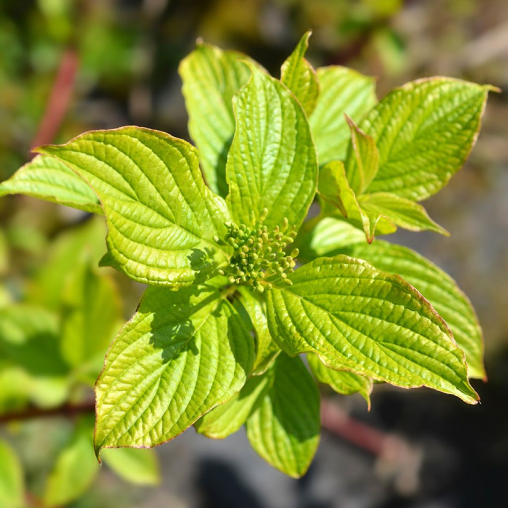 Cornus alba Sibirica - Cornouiller blanc de Sibérie