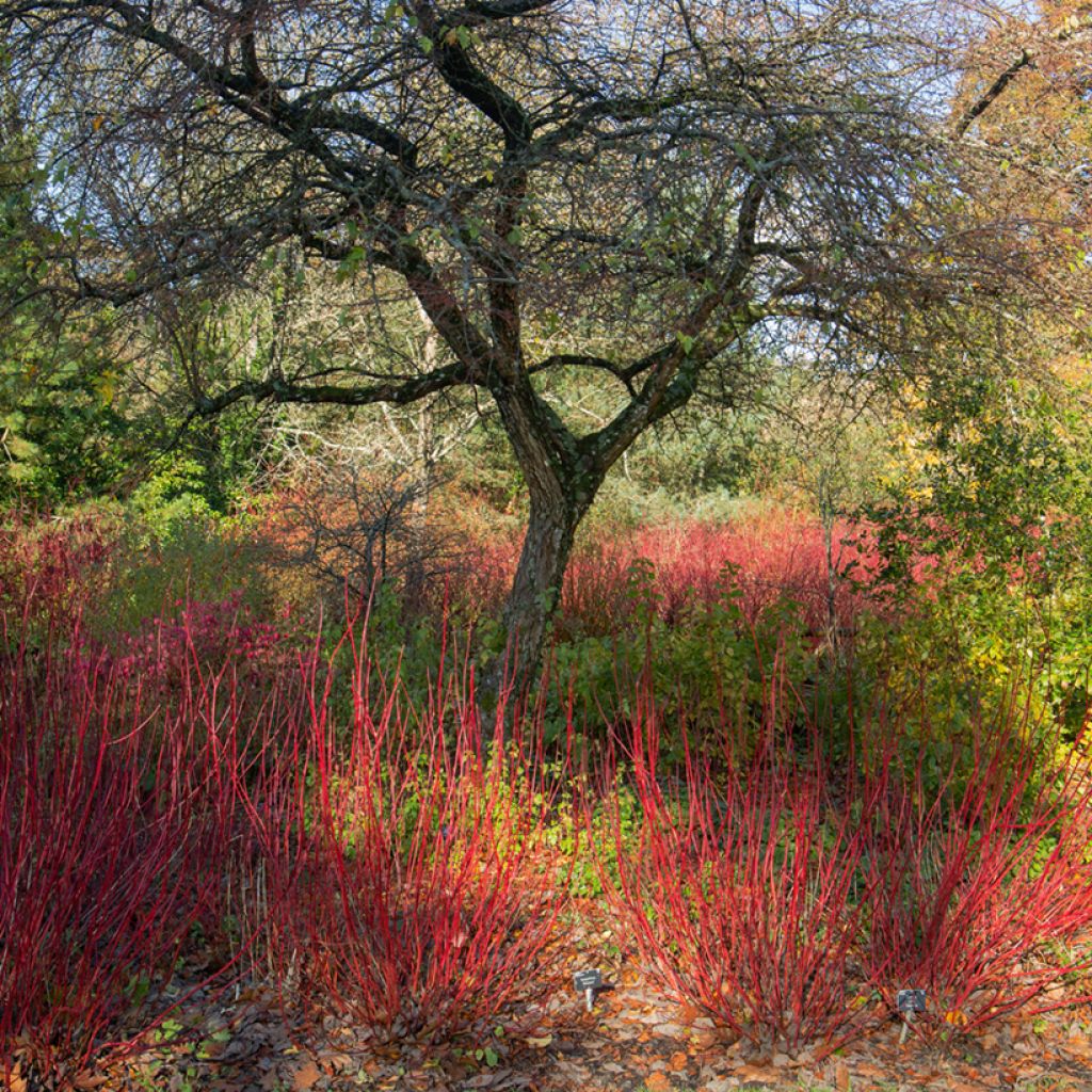 Cornus alba Sibirica - Cornouiller blanc de Sibérie