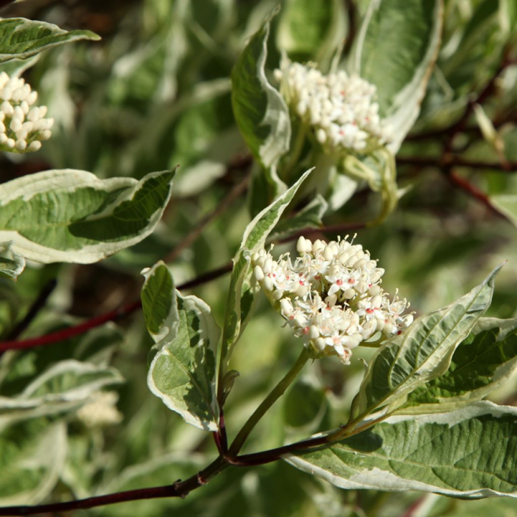 Cornus alba Sibirica Variegata - Cornouiller blanc