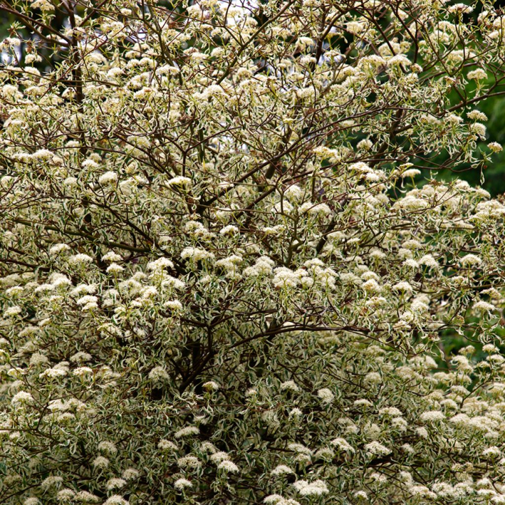 Cornus alternifolia Argentea - Cornouiller panaché à feuilles alternes