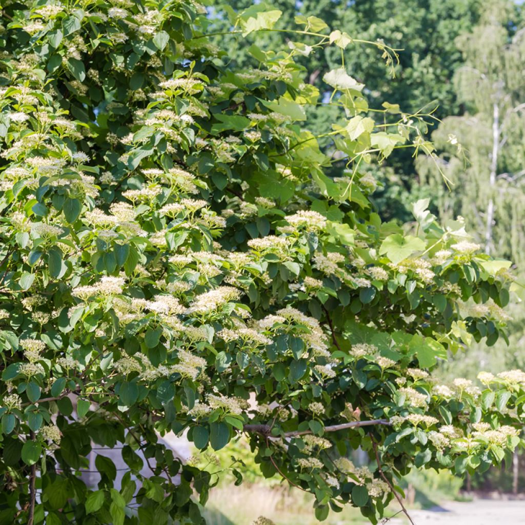 Cornus alternifolia - Cornouiller à feuilles alternes