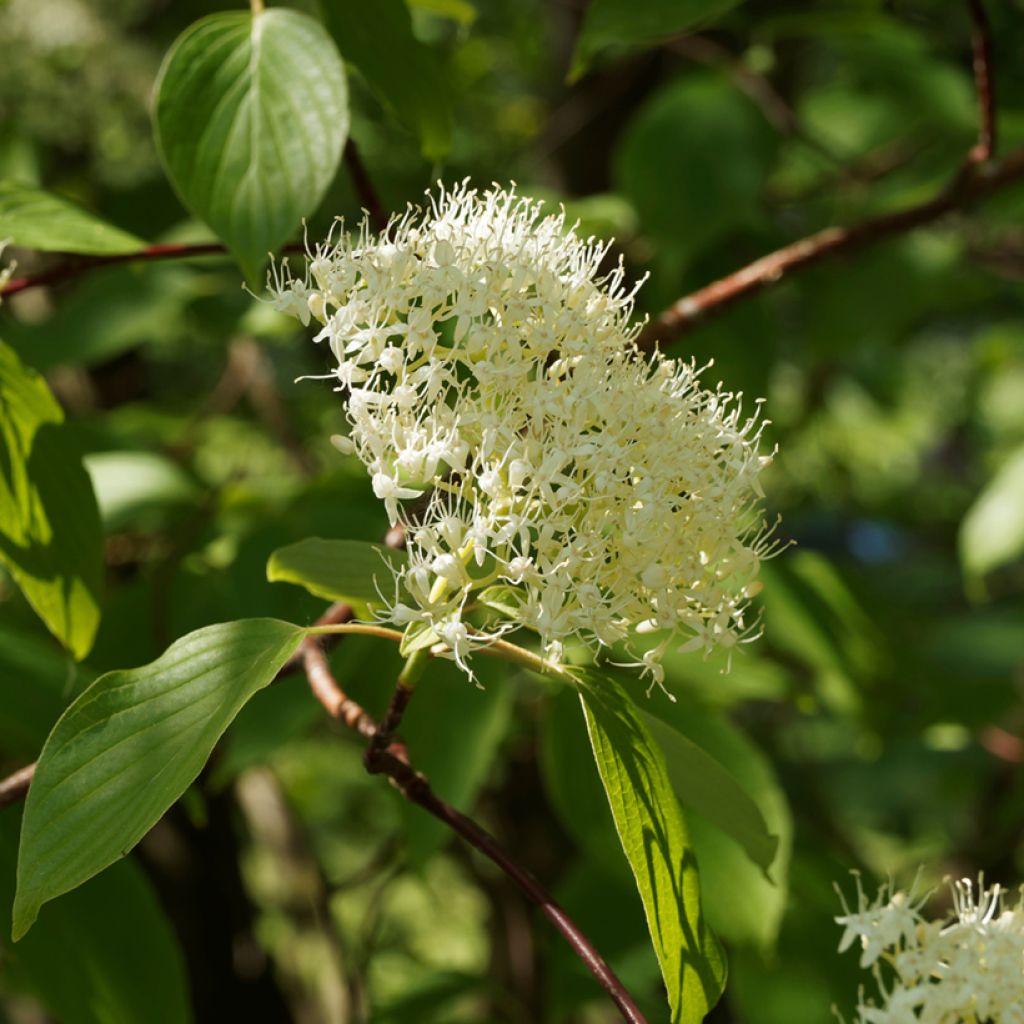 Cornus controversa Pagoda - Cornouiller des Pagodes