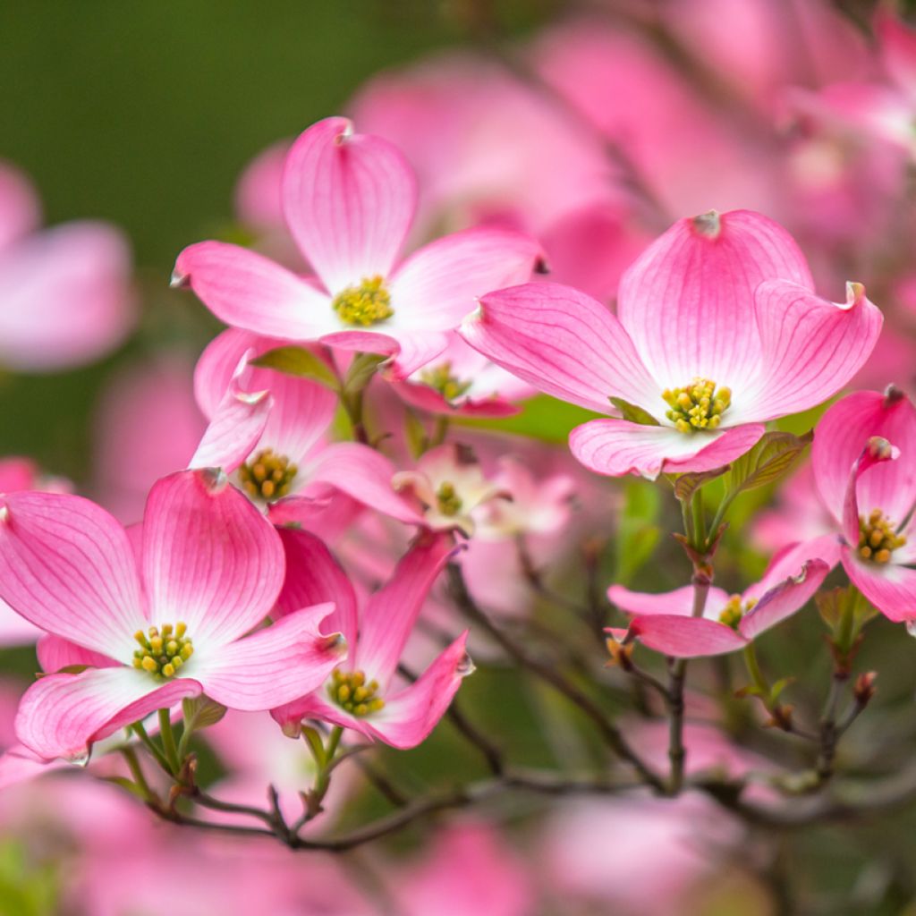 Cornus florida Cherokee Chief - Cornouiller d'Amerique