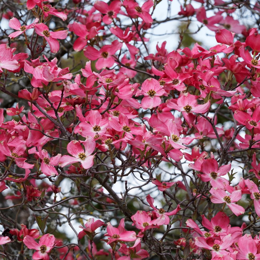 Cornus florida Cherokee Sunset - Cornouiller à fleurs
