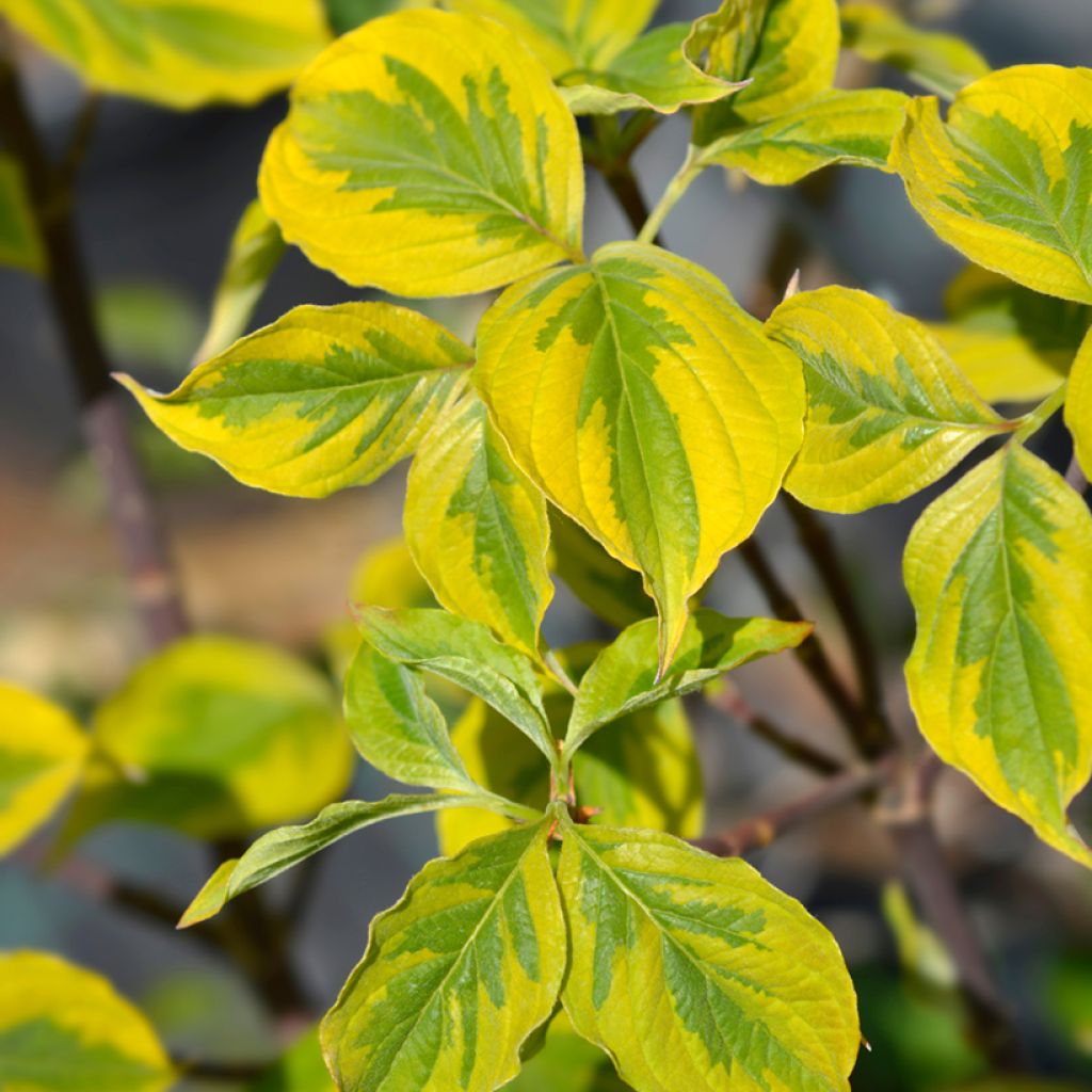 Cornus florida Rainbow - Cornouiller de Floride panaché