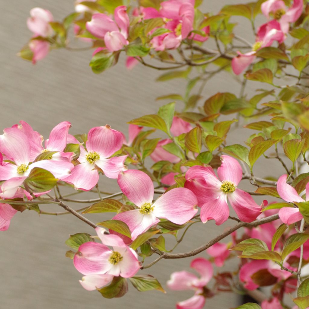 Cornus florida Rubra - Cornouiller à fleurs d'Amérique