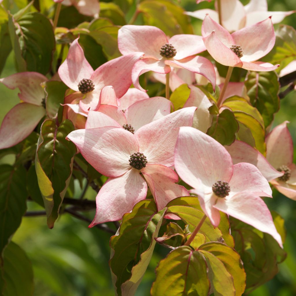 Cornus kousa Beni-fuji - Cornouiller du Japon