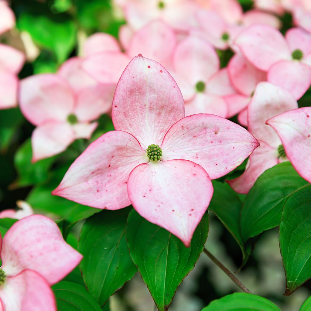 Cornus kousa Beni-fuji - Cornouiller du Japon