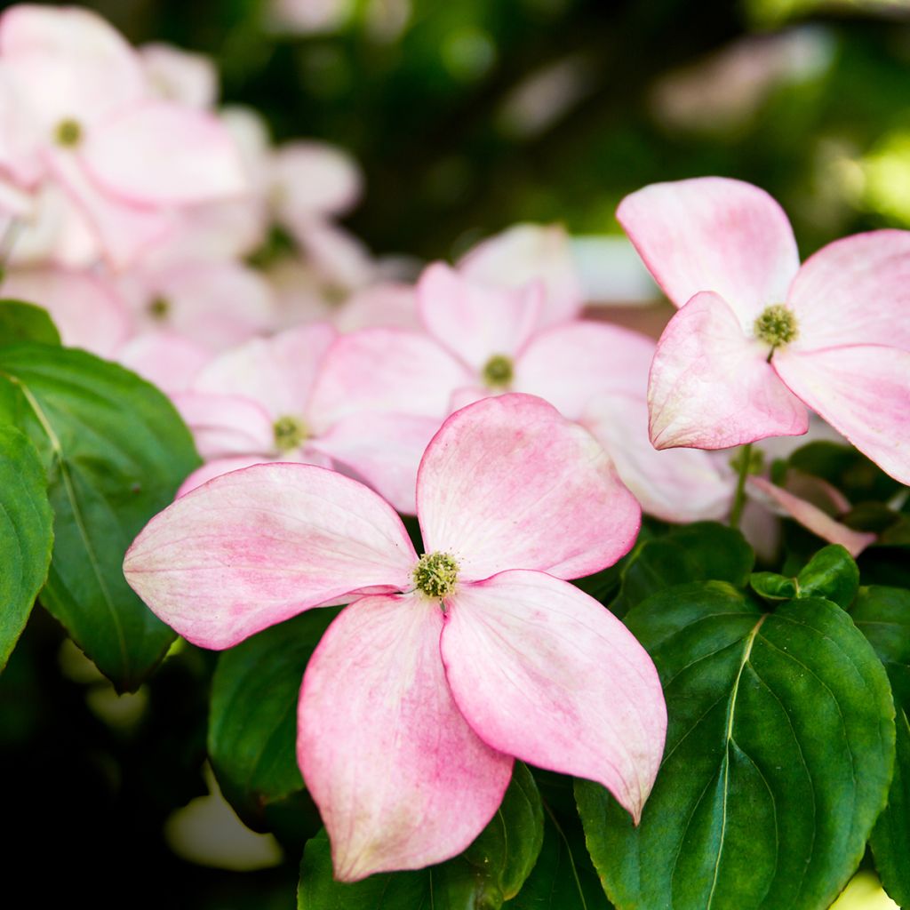 Cornus kousa Beni-fuji - Cornouiller du Japon
