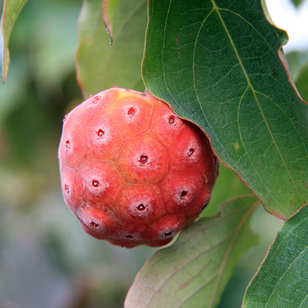 Cornus kousa China Girl - Cornouiller du Japon blanc
