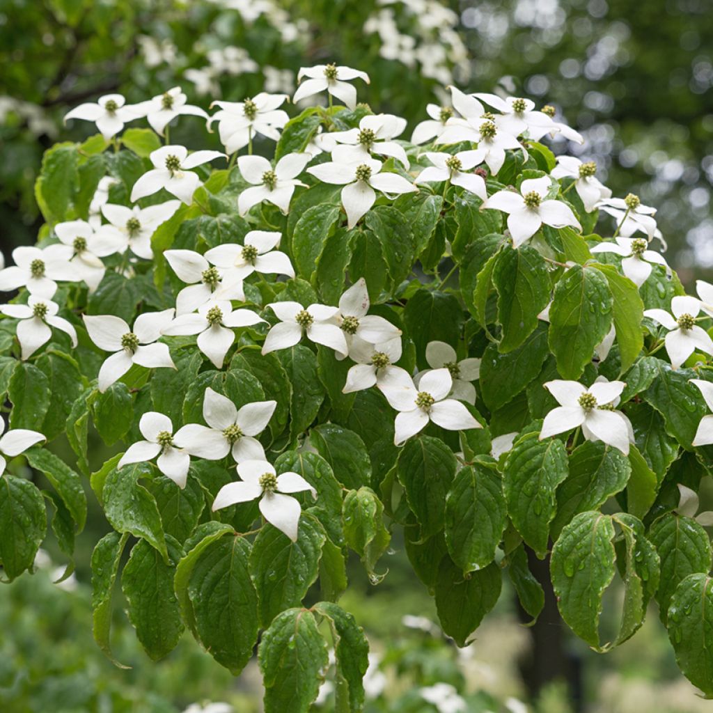 Cornus kousa Chinensis - Cornouiller de Chine