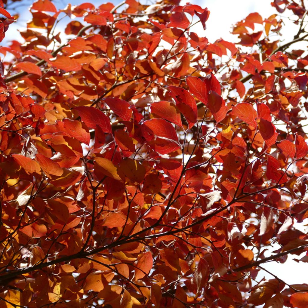 Cornus kousa Chinensis - Cornouiller de Chine