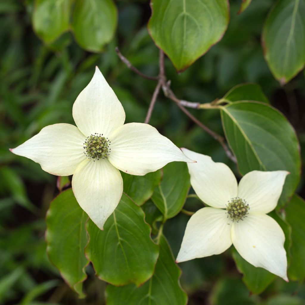 Cornus kousa Chinensis - Cornouiller de Chine