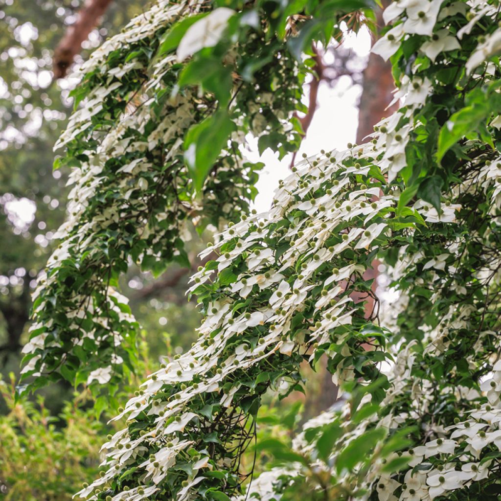 Cornus kousa - Cornouiller du Japon