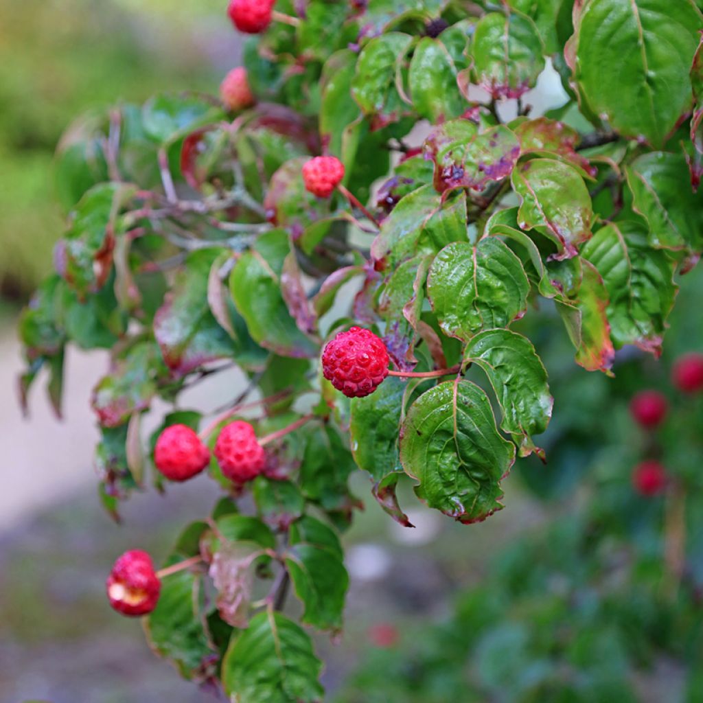 Cornus kousa - Cornouiller du Japon