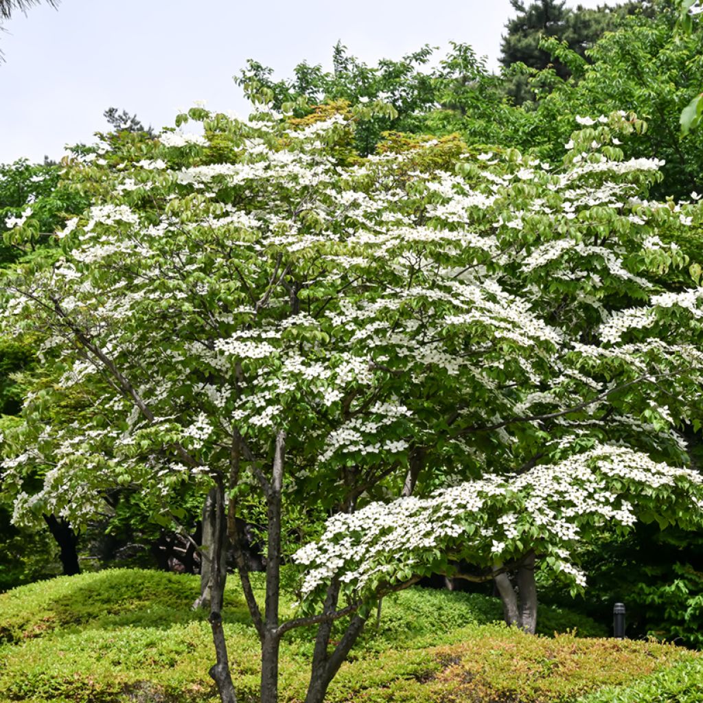Cornus kousa - Cornouiller du Japon