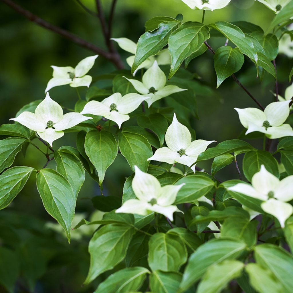 Cornus kousa - Cornouiller du Japon