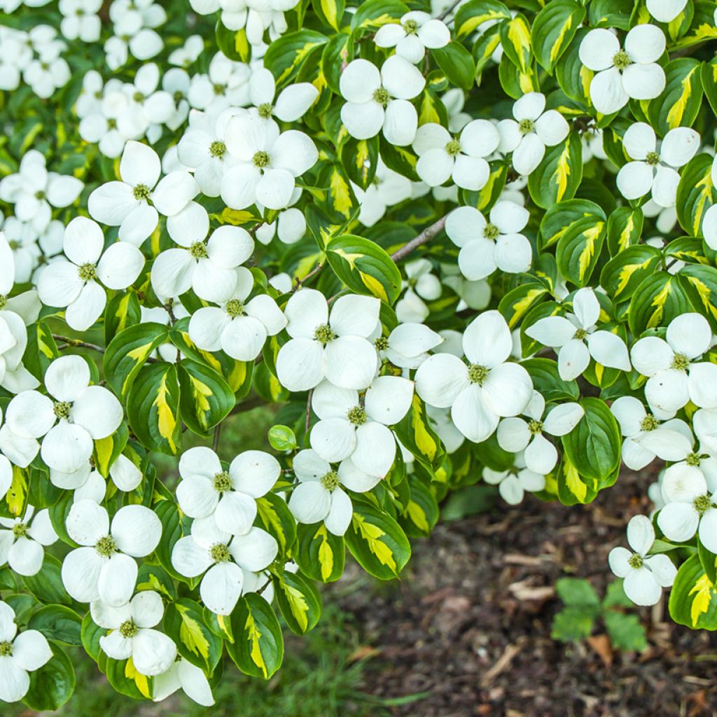 Cornus kousa Gold Star - Cornouiller du Japon