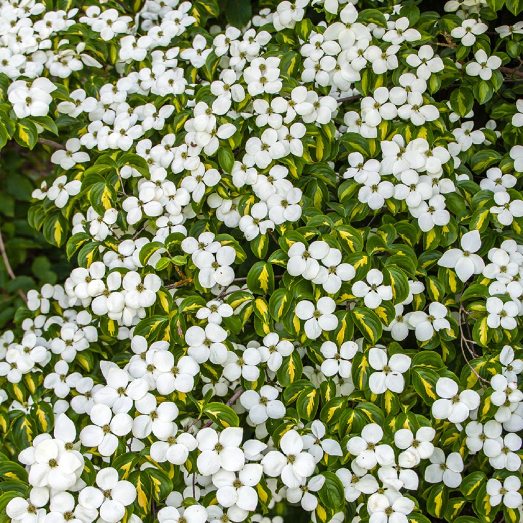Cornus kousa Gold Star - Cornouiller du Japon