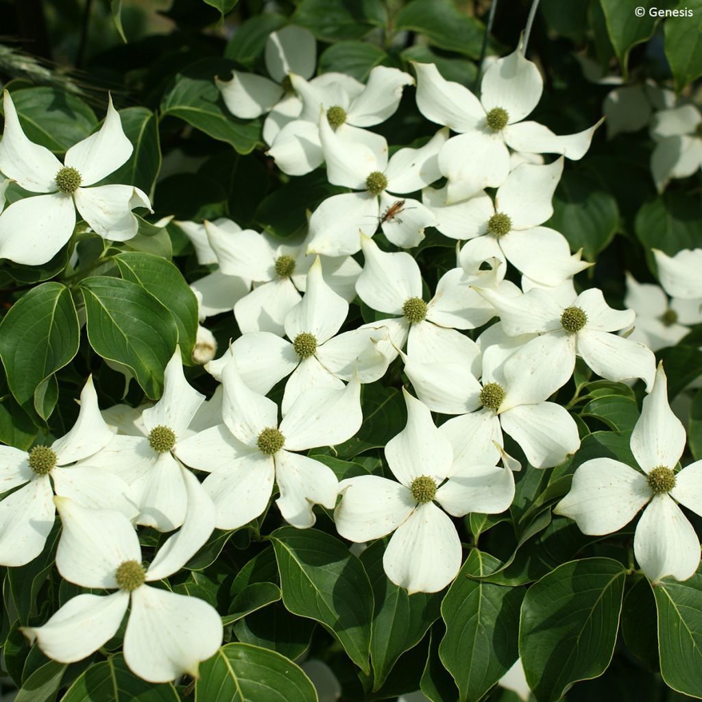 Cornus kousa Mandarin Jewel - Cornouiller du Japon