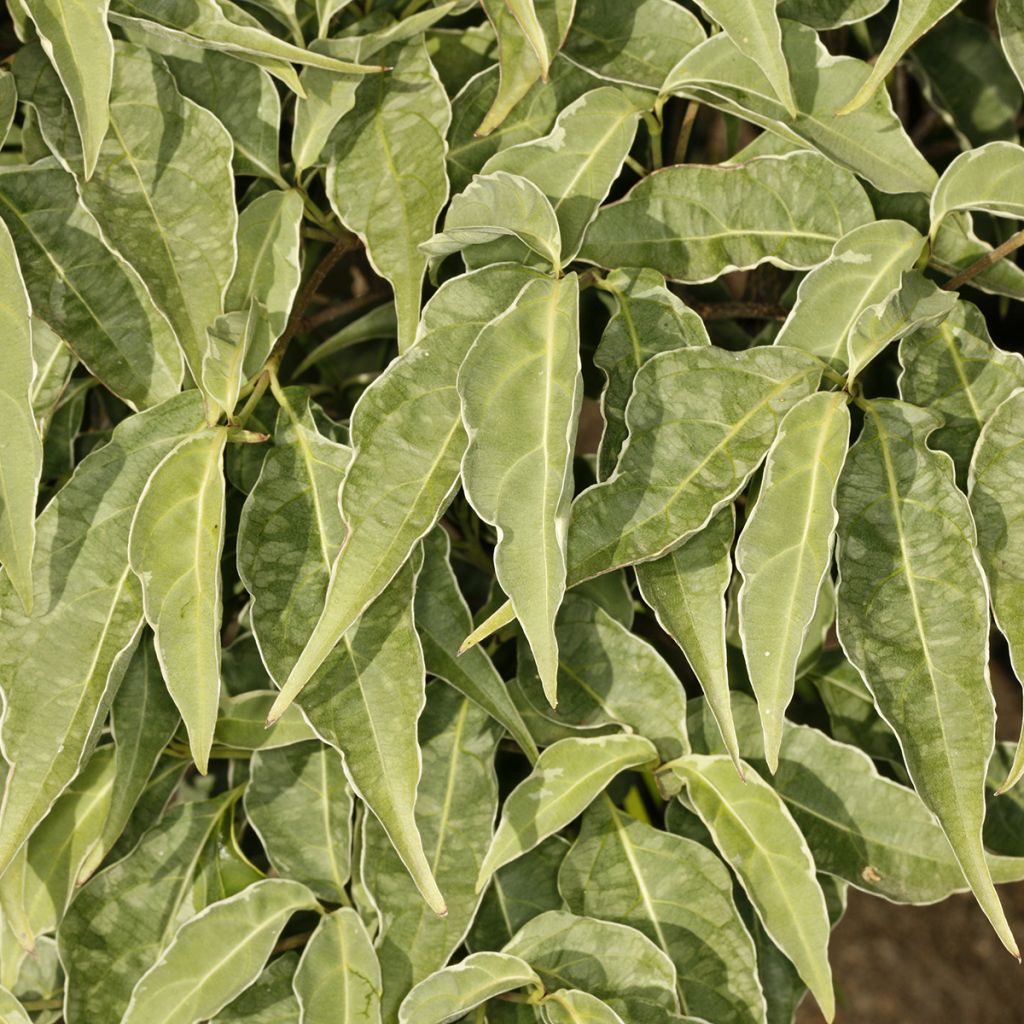 Cornus kousa Pevé Foggy - Cornouiller du Japon