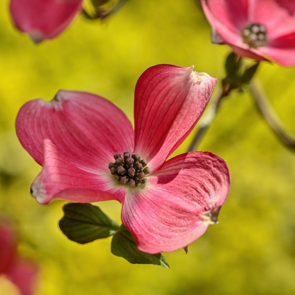 Cornus kousa Satomi - Cornouiller du Japon rose