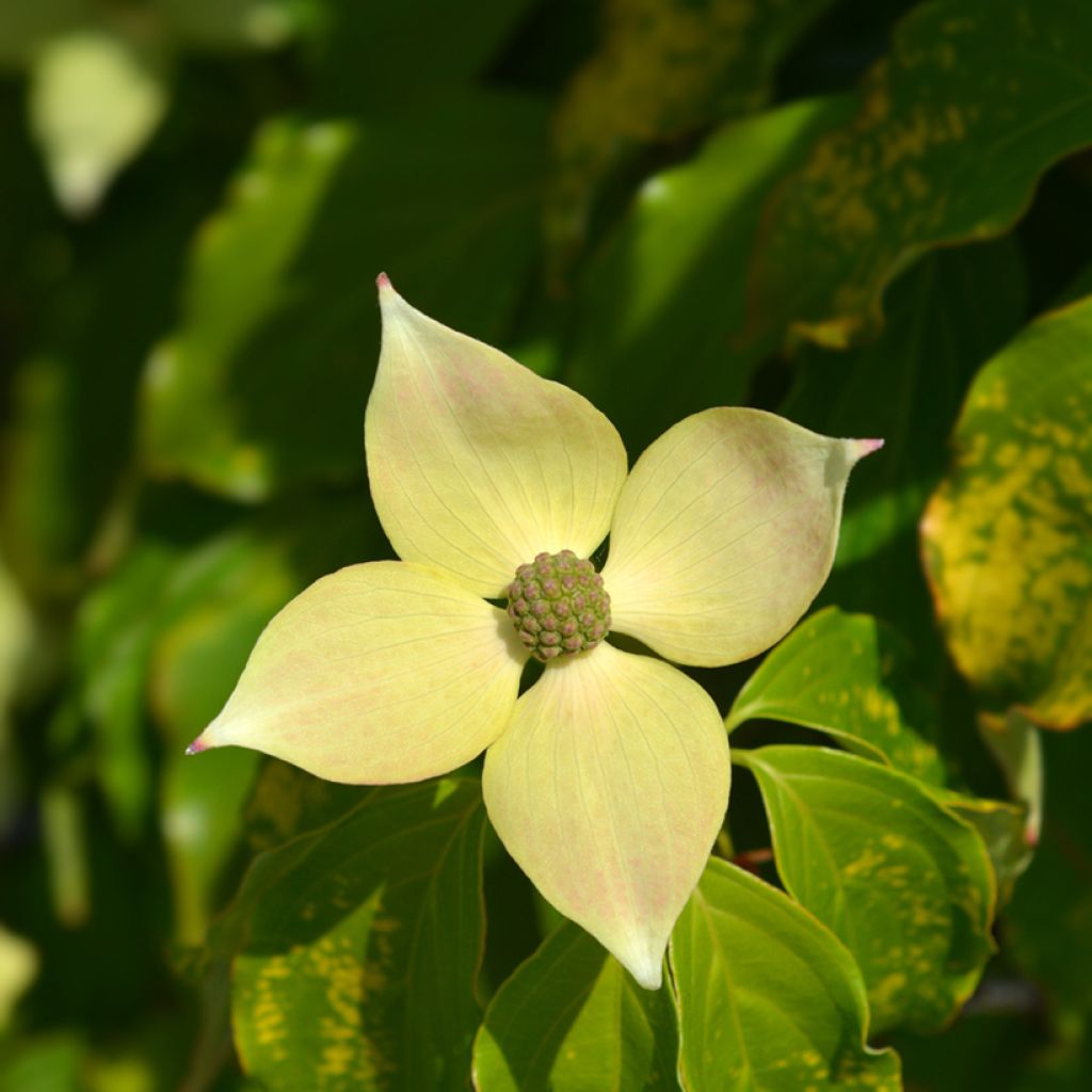 Cornus kousa Teutonia
