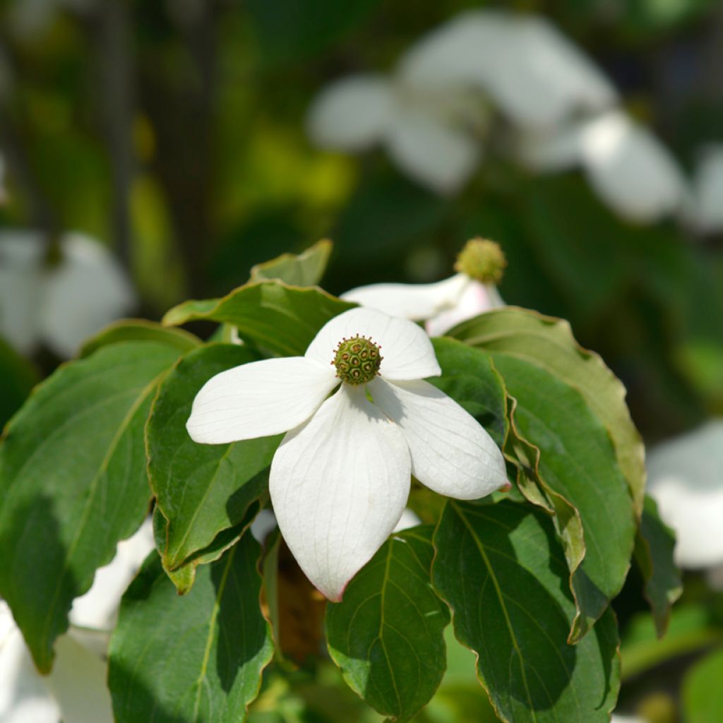 Cornus kousa Teutonia