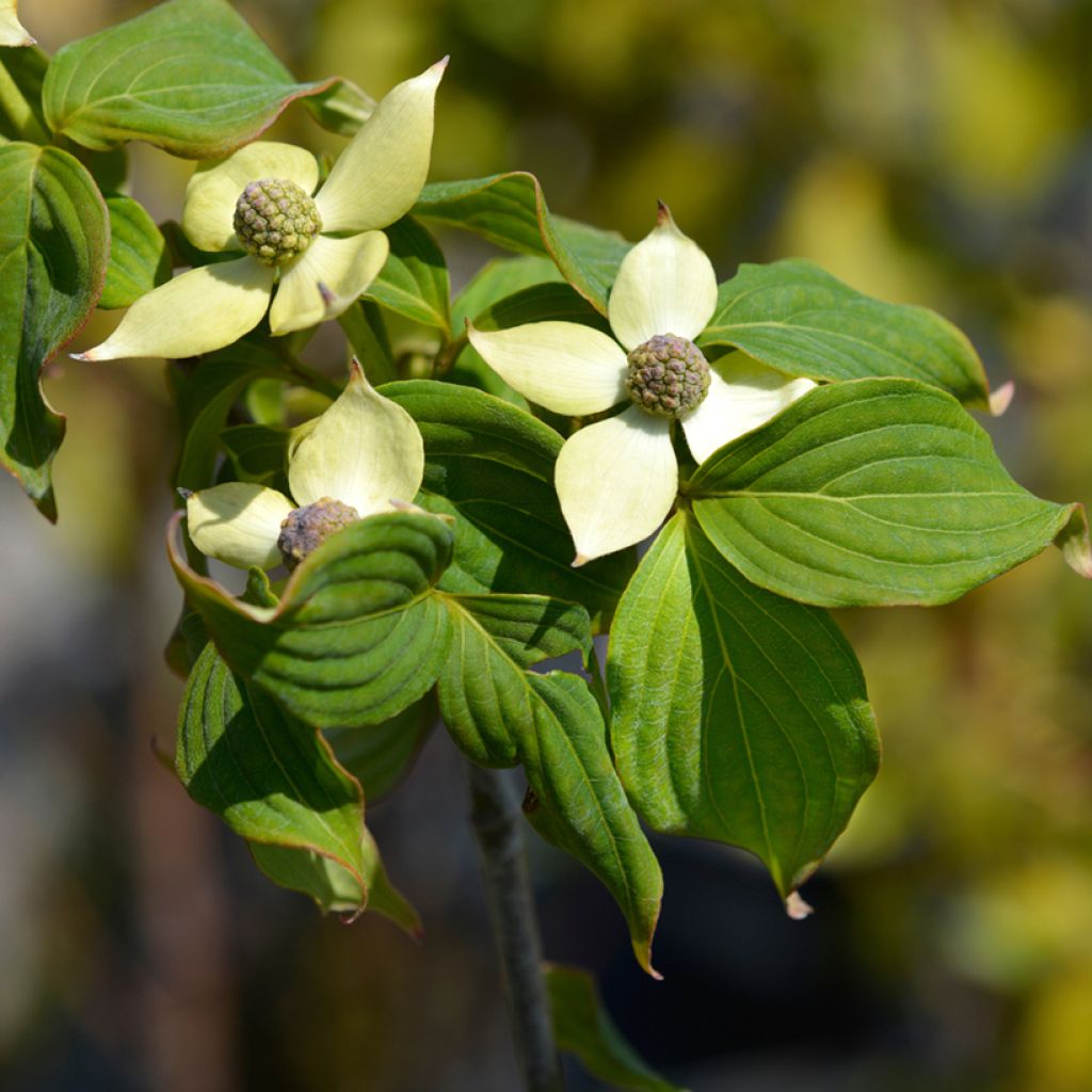 Cornus kousa Teutonia