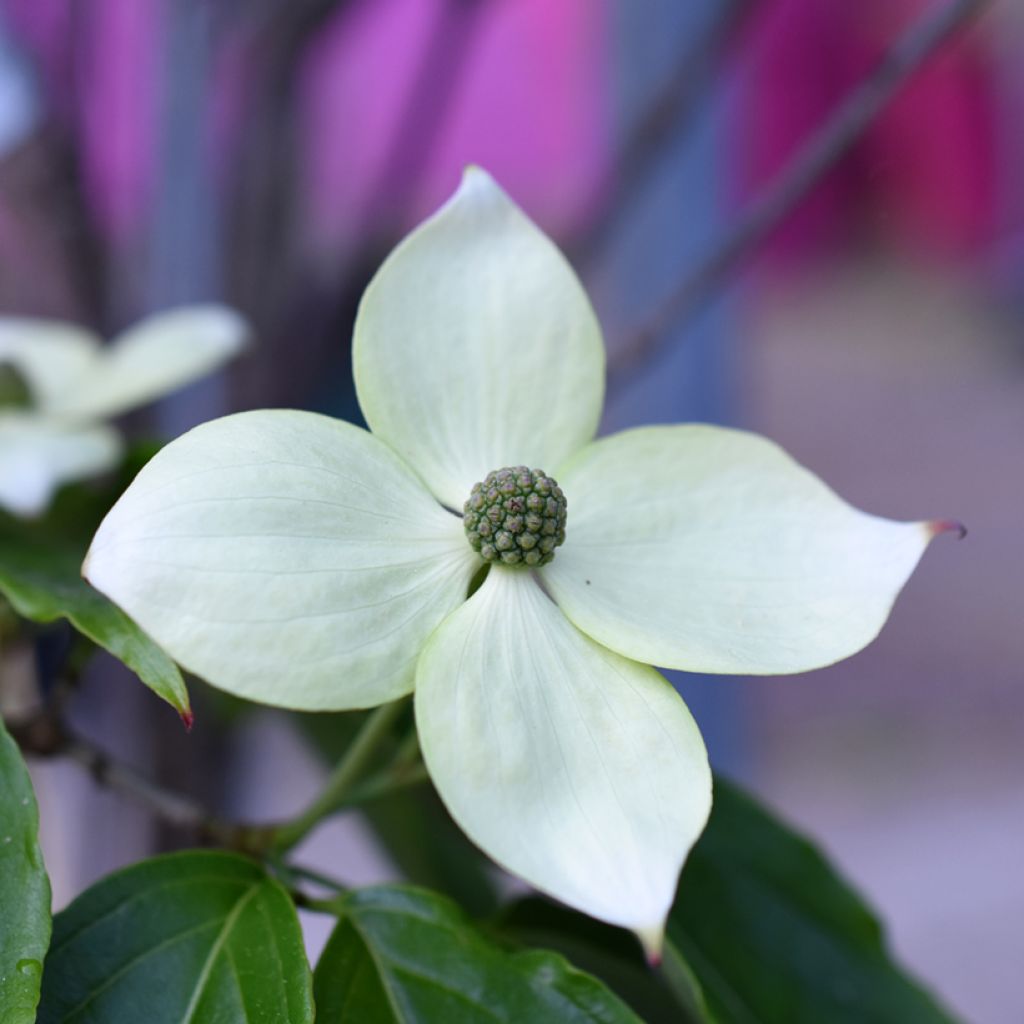 Cornus kousa Teutonia