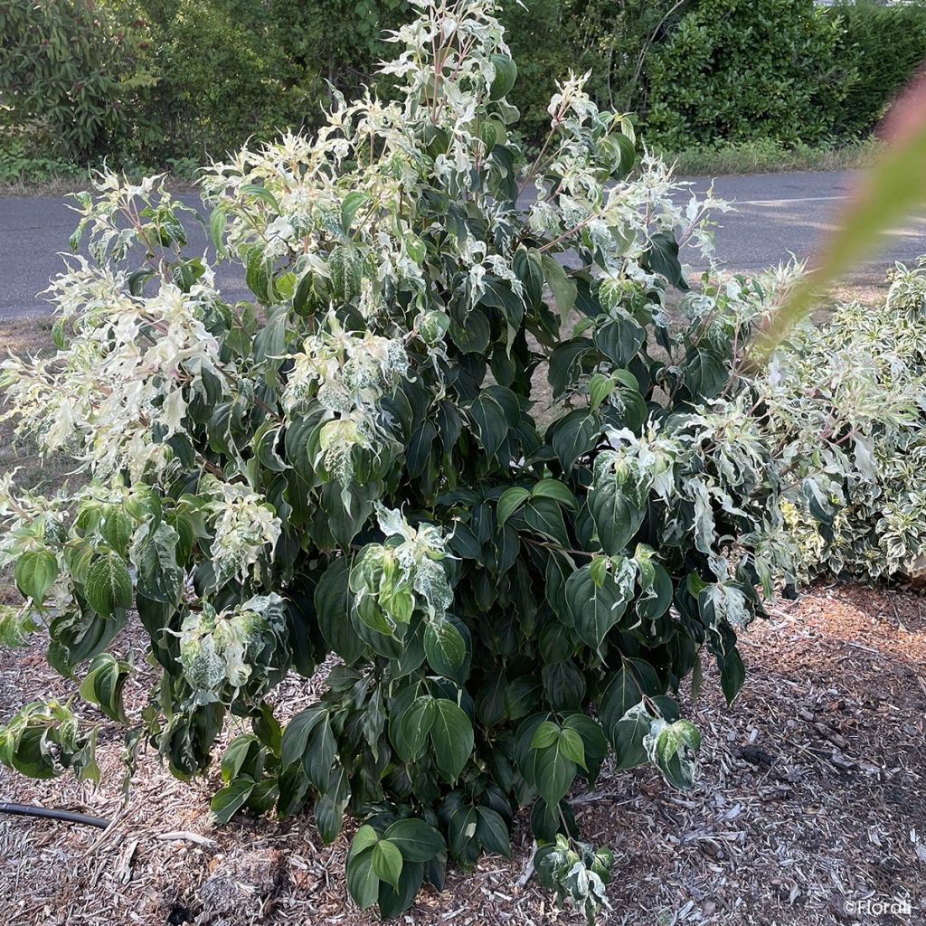 Cornus kousa Watermelon Sugar - Cornouiller du Japon
