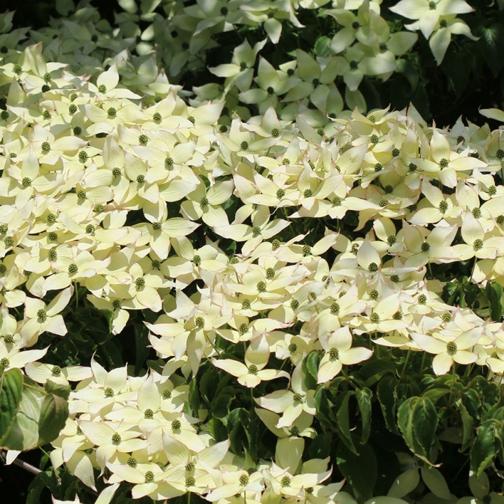 Cornus kousa Weisse Fontaine - Cornouiller du Japon