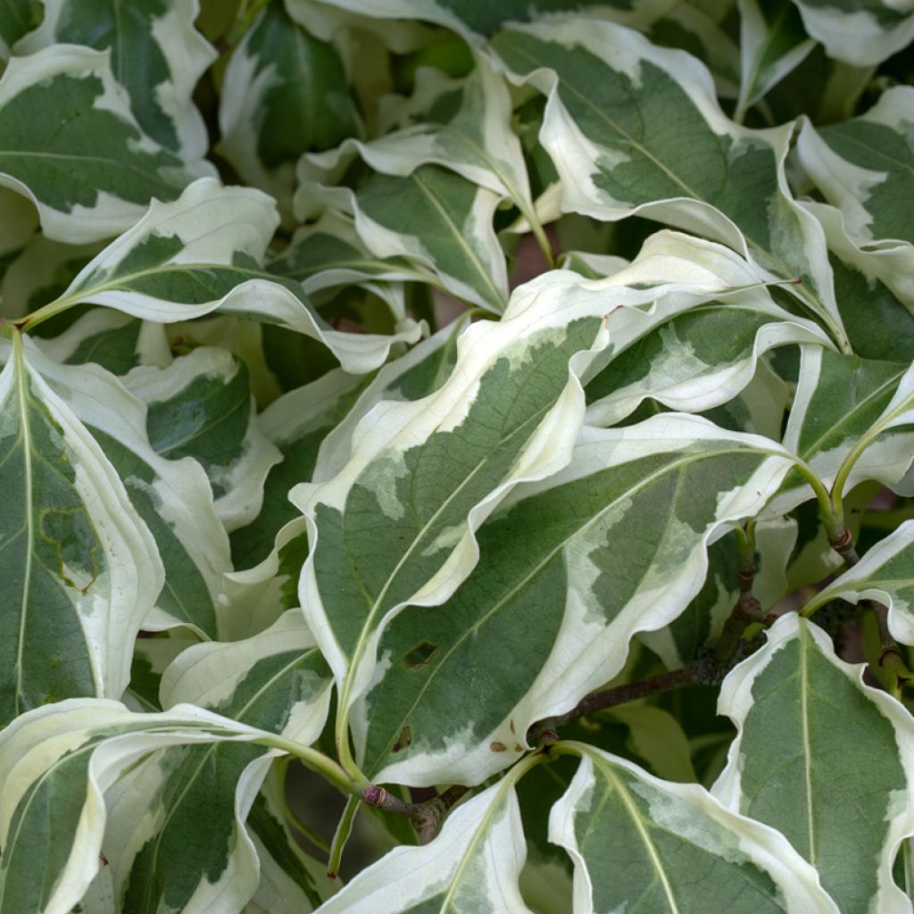 Cornus kousa Wolf Eyes - Cornouiller du Japon