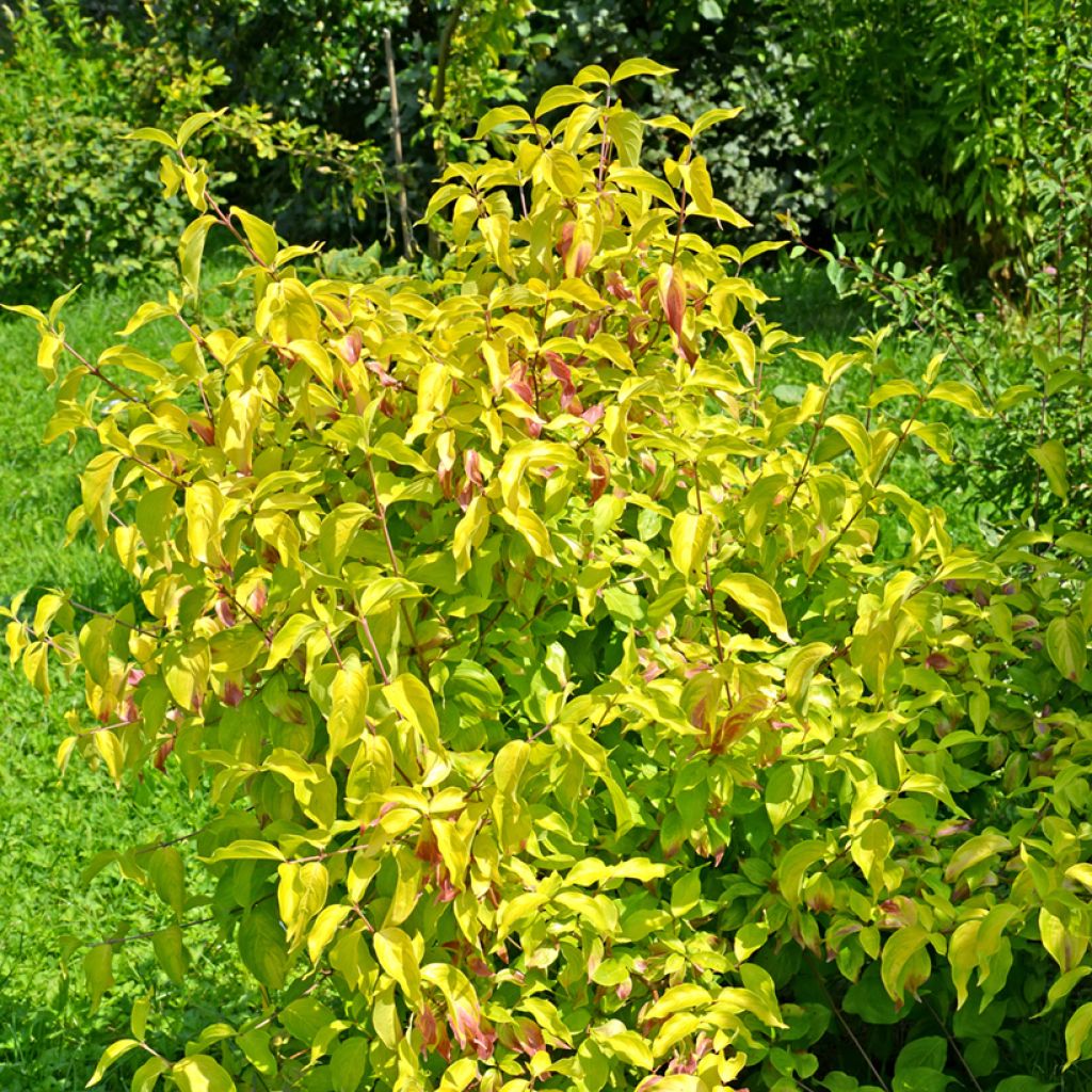 Cornus mas Aurea - Cornouiller mâle