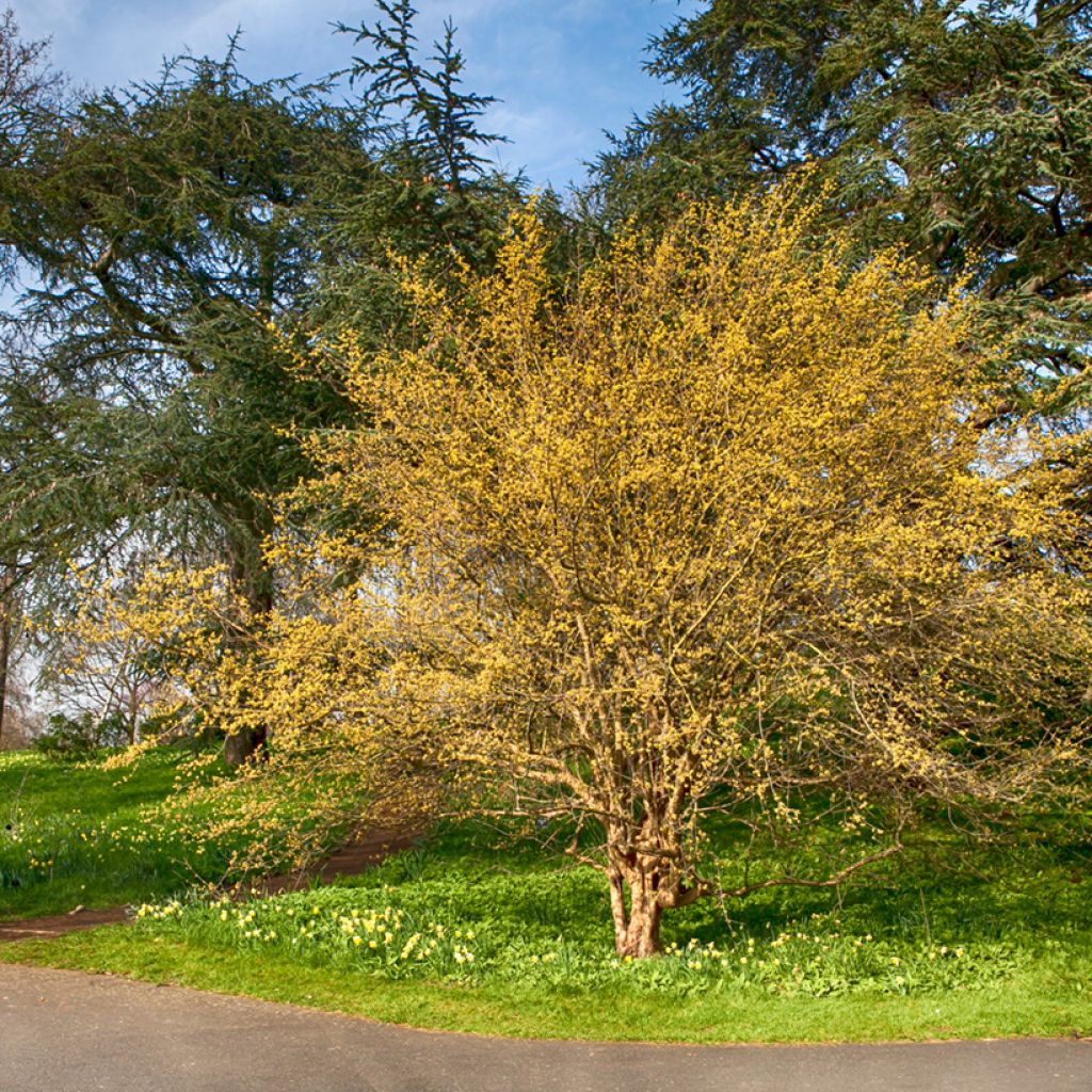 Cornus mas - Cornouiller mâle