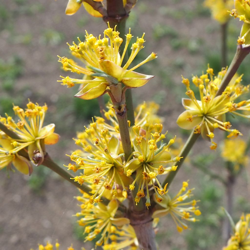 Cornus mas Jolico - Cornouiller mâle